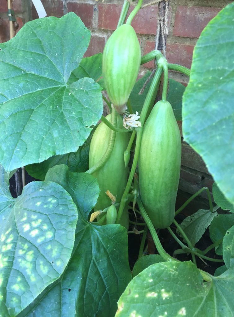 Home Grown Cucumbers