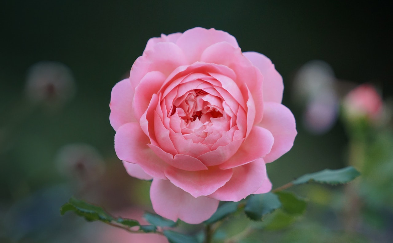 Boscobel Rose