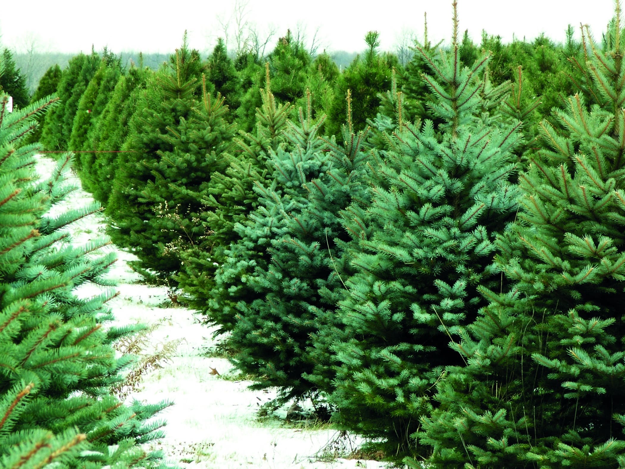 Why you should be buying a real Christmas Tree this Winter