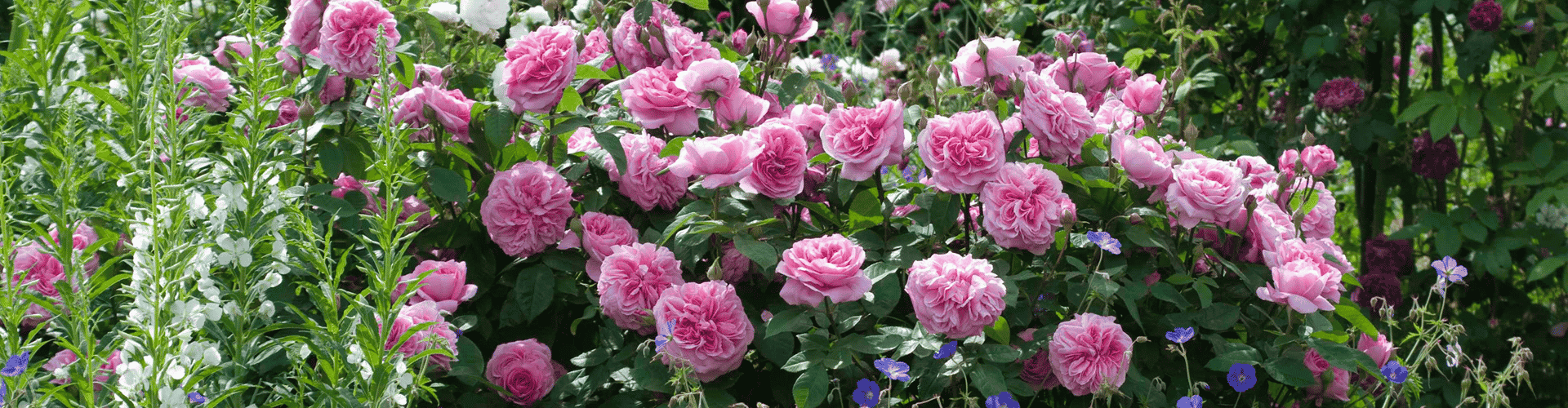 Help Your Rose Garden Thrive