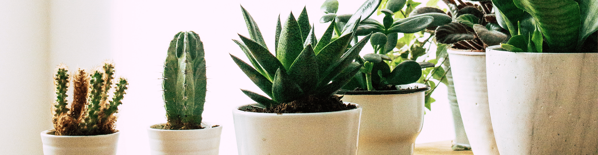 Introduce a house plant for a healthier home