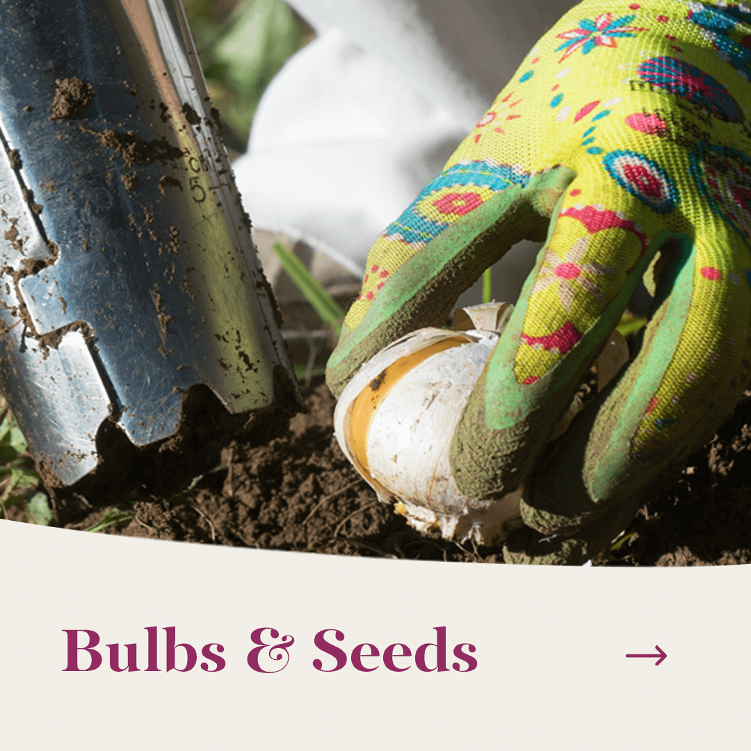 Bulbs & Seeds