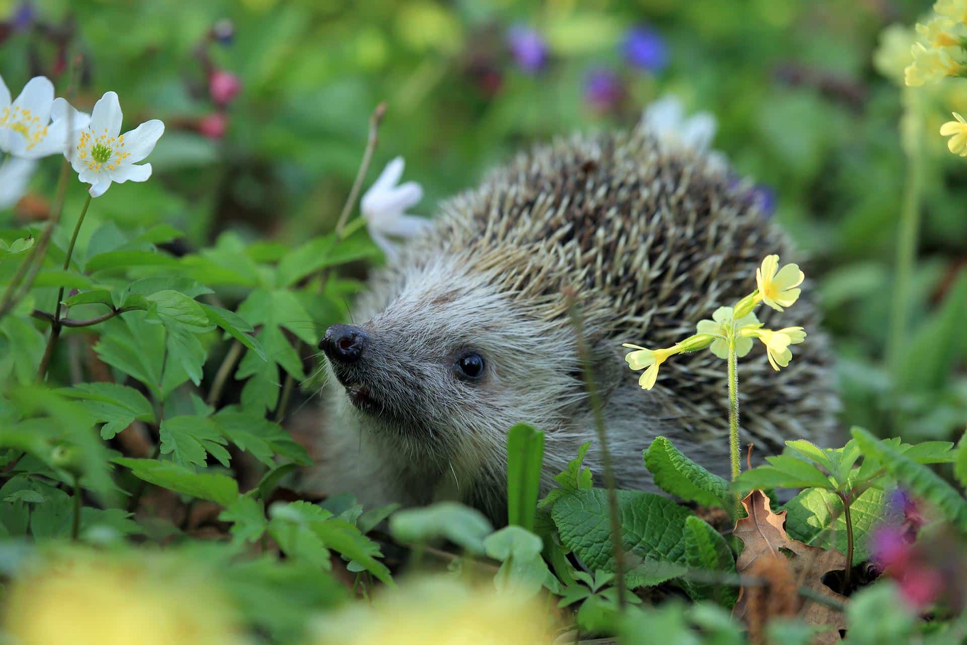 Caring For Wildlife In A Heatwave
