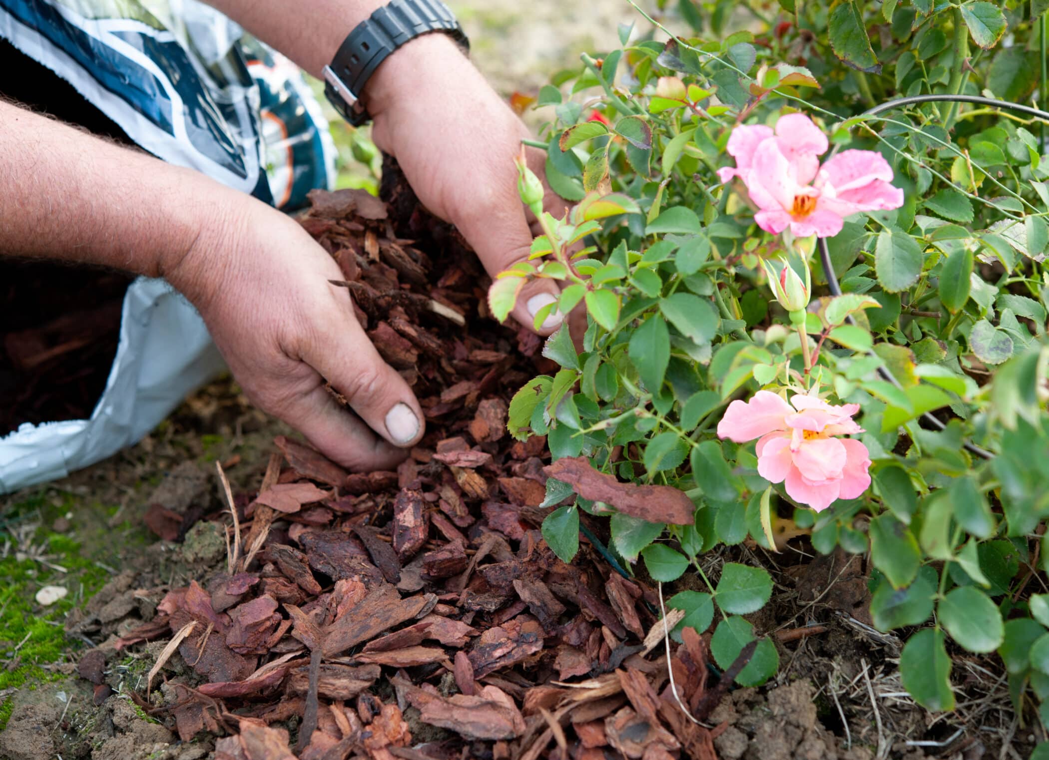 Why should you mulch your garden and how to do it