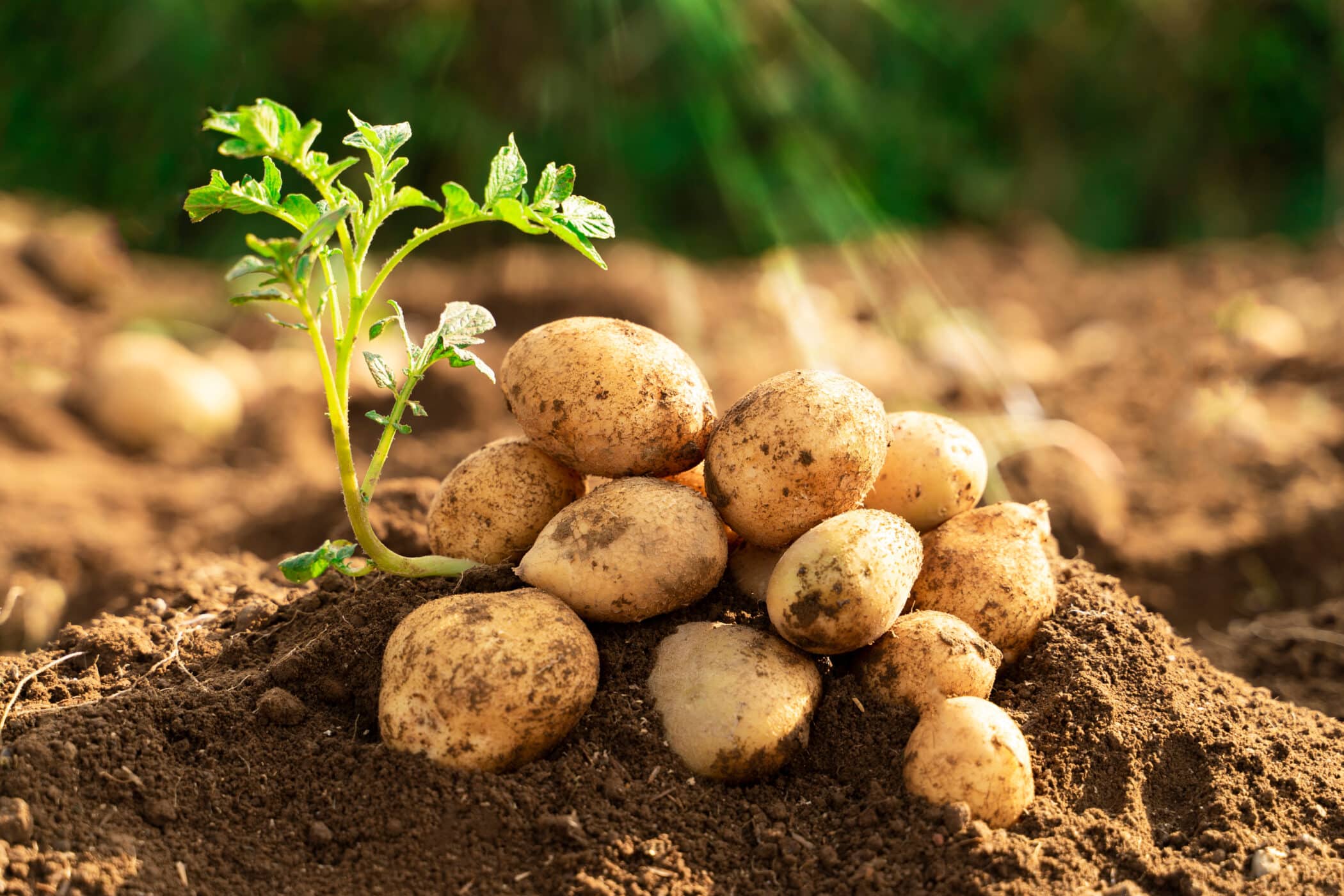 How to grow your own Potatoes