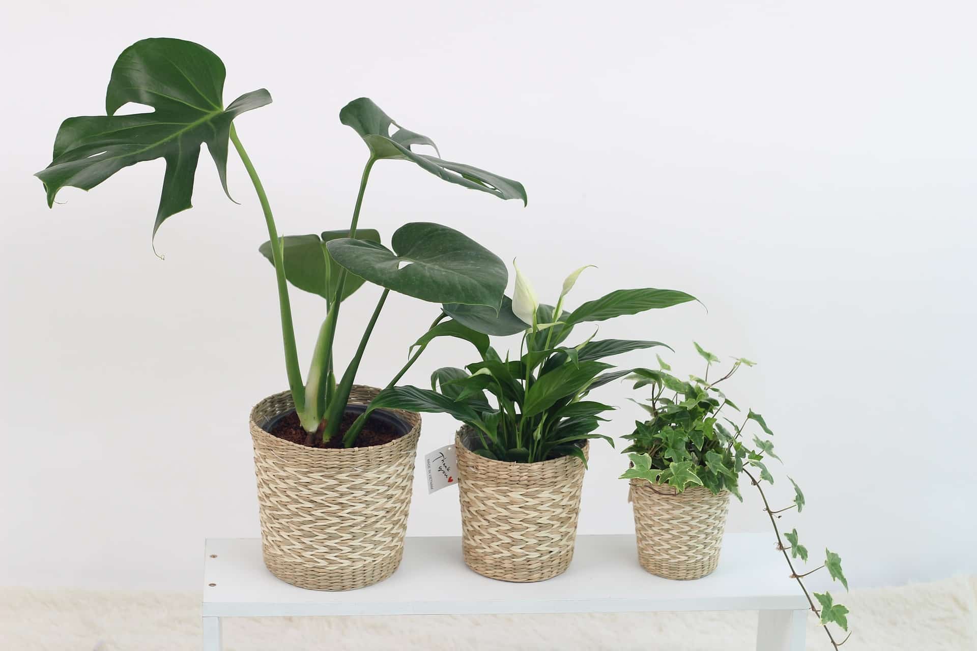 5 Houseplants perfect for beginners